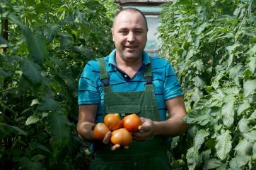 В агрокомплексе «Сунжа» собрали первый крупный урожай томатов